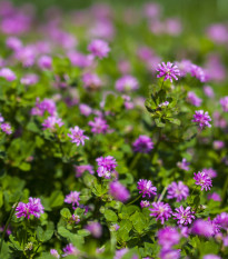 Jetel zvrácený - Trifolium resupinatum - prodej semen - 100 ks