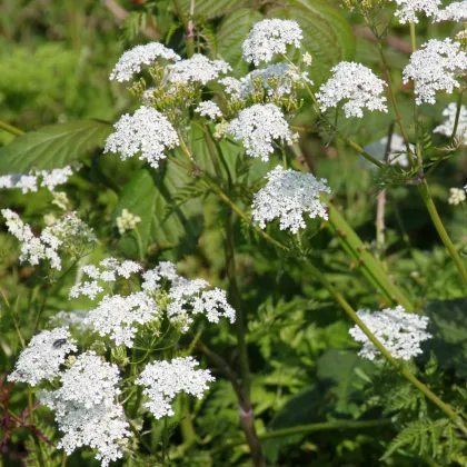 Kerblík lesní - Anthriscus sylvestris - prodej semen - 0,5 g