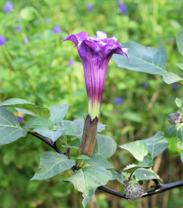 Durman metelový Double Purple - Datura metel - prodej semen - 5 ks