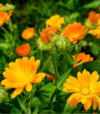 Měsíček lékařský žlutý - Calendula officinalis - prodej semen - 30 ks