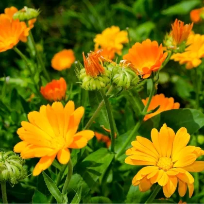 Měsíček lékařský žlutý - Calendula officinalis - prodej semen - 30 ks