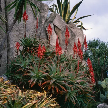 Aloe stromovitá - Aloe arborescens - prodej semen - 6 ks