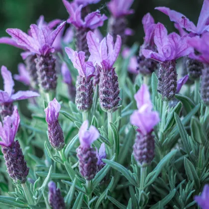 Levandule francouzská - Lavandula stoechas - prodej semen - 20 ks