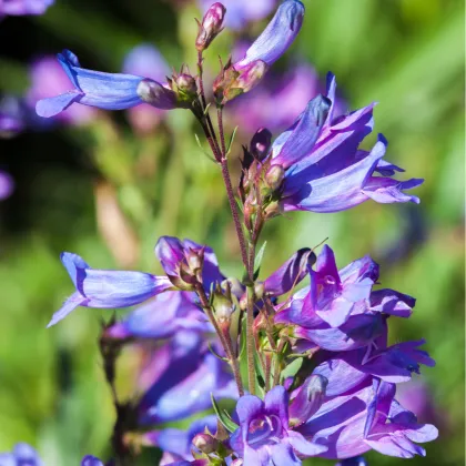 Dračík Hartwegův Senzace směs - Penstemon hartwegii - prodej semen - 0,2 g