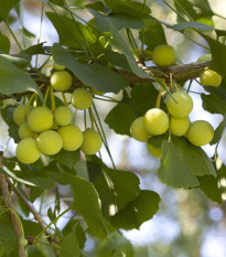 Jinan dvoulaločný - Ginkgo biloba - prodej semen - 2 ks