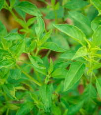 Bazalka citrónová - Ocimum basilicum citriodorum - prodej semen - 100 ks