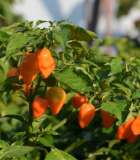 Chilli Habanero oranžové - Capsicum chinense - prodej semen - 6 ks