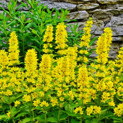 Vrbina obecná - Lysimachia vulgaris - prodej semen - 200 ks