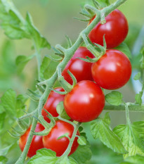 Rajče Supersweet F1 - Solanum lycopersicum - prodej semen - 6 ks