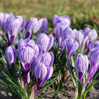 Krokus King of striped - Crocus - prodej cibulovin - 3 ks