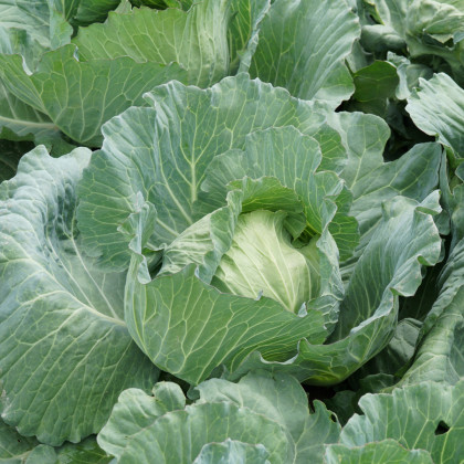Zelí bílé Brunswijker - Brassica oleracea - prodej semen - 0,8 g