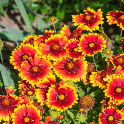 Kokarda jednoduchá - Gaillardia pulchella - prodej semen - 0,3 g