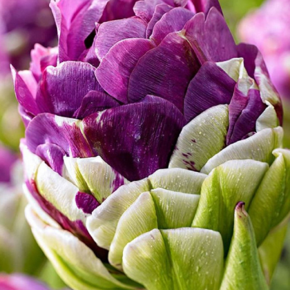 Tulipán Exquisit - Tulipa - prodej cibulovin - 3 ks