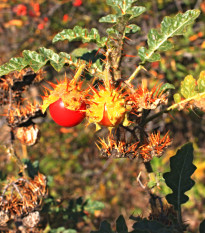 Rajče Liči - Solanum sisymbriifolium - prodej semen - 6 ks