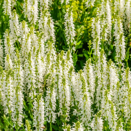 Šalvěj Victoria White - Salvia farinacea - prodej semen - 12 ks