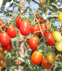 Rajče Tom Red - Solanum lycopersicum - prodej semen - 8 ks