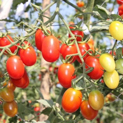 Rajče Tom Red - Solanum lycopersicum - prodej semen - 8 ks