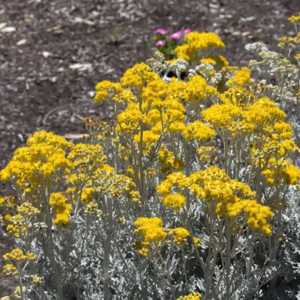 Starček přímořský - Cineraria maritima - prodej semen - 150 ks