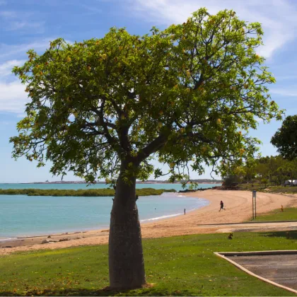 Baobab australský - Adansonia gregorii - prodej semen - 3 ks