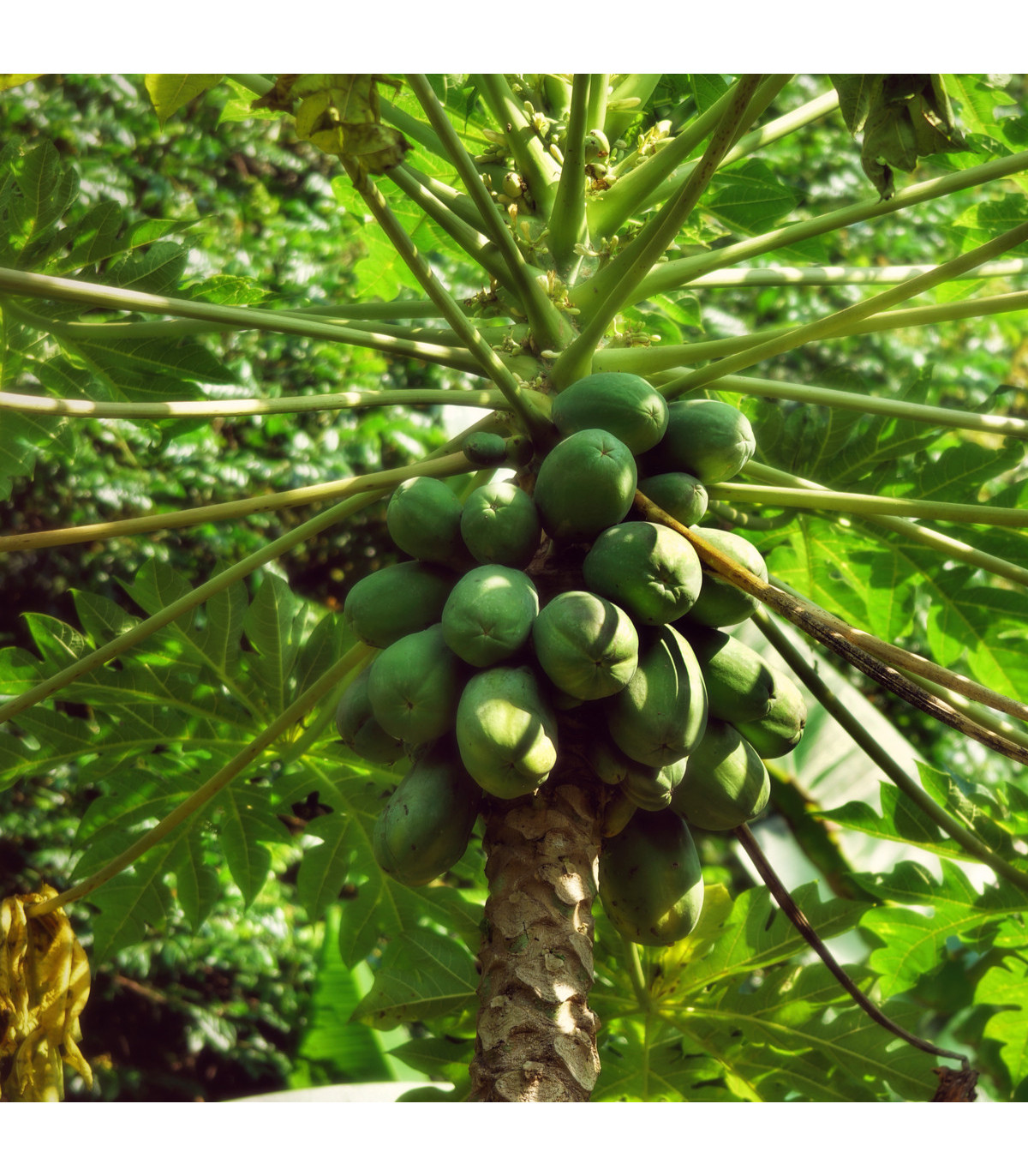 Papája melounová - Carica papaya - prodej semen - 4 ks
