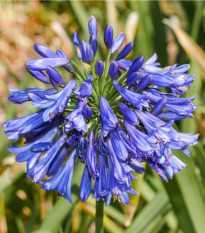 Kalokvět modrý - Agapanthus praecox - prodej semen - 8 ks