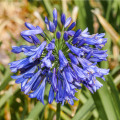 Kalokvět modrý - Agapanthus praecox - prodej semen - 8 ks