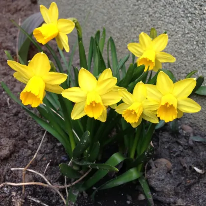 Narcis Barenwyn - Narcissus - prodej cibulovin - 3 ks