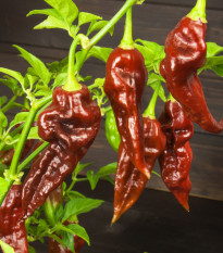 Chilli Bhut Jolokia čokoládové - Capsicum chinense - prodej semen - 5 ks