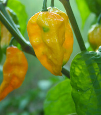 Chilli Trinidad Scorpion Butch žluté - Capsicum chinense - prodej semen - 5 ks