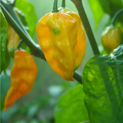 Chilli Trinidad Scorpion Butch žluté - Capsicum chinense - prodej semen - 5 ks