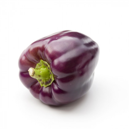 Paprika fialová Oda - Capsicum annuum - prodej semen - 9 ks