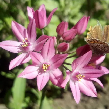 Česnek vysokohorský - Allium oreophillum - prodej cibulovin - 3 ks