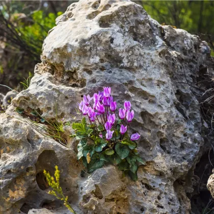 Brambořík růžový - Cyclamen cilicium - prodej cibulovin - 1 ks