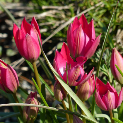 Tulipán Little Beauty - Tulipa - prodej cibulovin - 3 ks