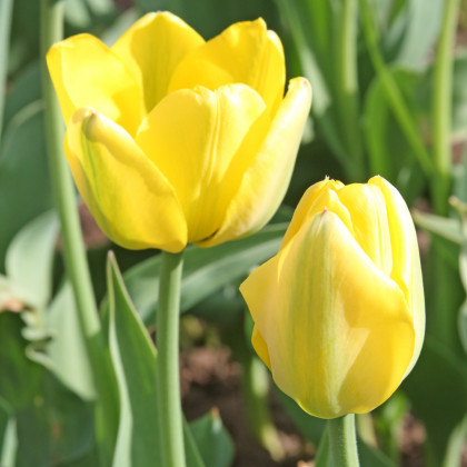 Tulipán Golden Apeldoorn - Tulipa - prodej cibulovin - 3 ks