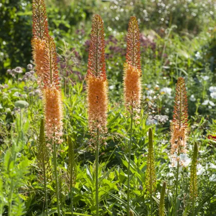 Liliochvostec Pinokkio - Eremurus - prodej kořenových hlíz - 1 ks