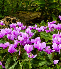 Brambořík břečťanolistý - Cyclamen hederifolium - prodej cibulovin - 1 ks