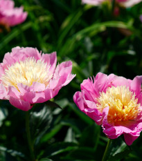 Pivoňka Bowl of Beauty - Paeonia lactiflora - prodej cibulovin - 1 ks