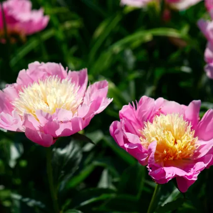 Pivoňka Bowl of Beauty - Paeonia lactiflora - prodej cibulovin - 1 ks