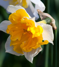 Narcis Orangery - Narcissus L. - prodej cibulovin - 3 ks