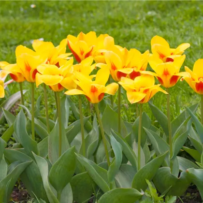 Tulipán Stresa - Tulipa - prodej cibulovin - 3 ks