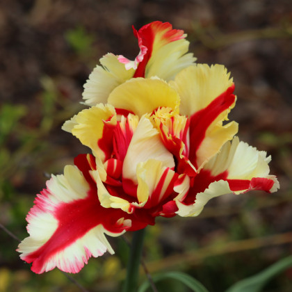 Tulipán Flamming Parrot - Tulipa - prodej cibulovin - 3 ks