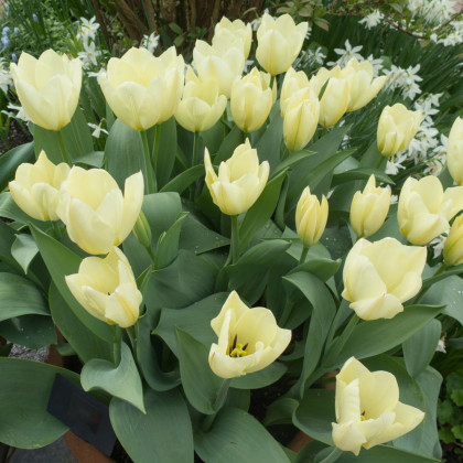 Tulipán White Purissima - Tulipa - prodej cibulovin - 3 ks