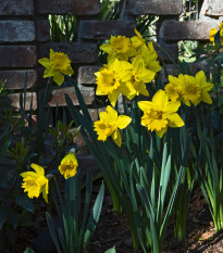 Narcis Dutch master - Narcissus L. - prodej cibulovin - 3 ks