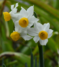 Narcis Canaliculatus - Narcissus - prodej cibulovin - 3 ks