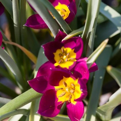 Tulipán Eastern Star - Tulipa - prodej cibulovin - 3 ks