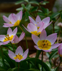 Tulipán Bakerii Lilac Wonder - Tulipa saxatilis - prodej cibulovin - 3 ks