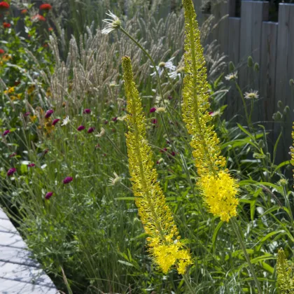 Liliochvostec Bungei - Eremurus bungei - prodej kořenových hlíz - 1 ks