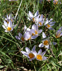 Krokus Miss Vain - Crocus biflorus - prodej cibulovin - 3 ks