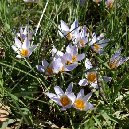 Krokus Miss Vain - Crocus biflorus - prodej cibulovin - 3 ks